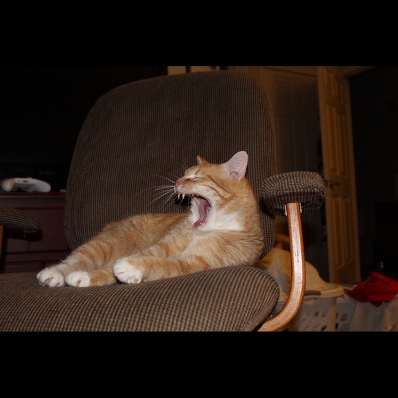 Meet your Posher, Cristina - Picture 8 of 8